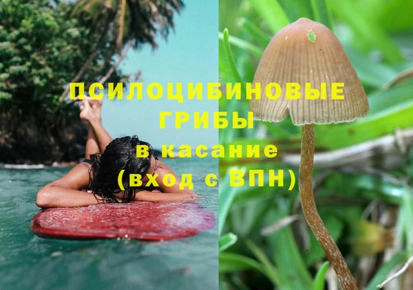 шишки Арсеньев